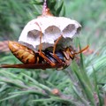 写真: 【１】ヤマトアシナガバチの女王蜂（スズメバチ科）　｛５月２６日｝
