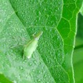 写真: テングステバの幼虫（テングステバ科）　｛７月２８日｝