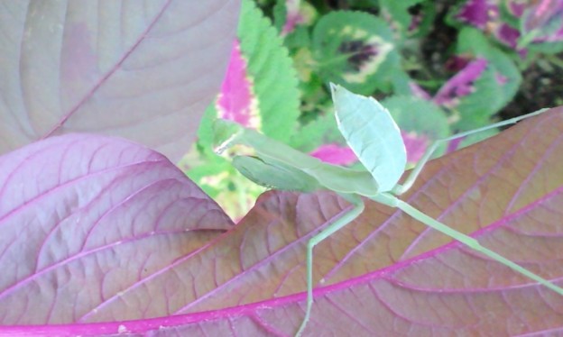 写真: ハラビロカマキリの幼虫（カマキリ科）　｛８月９日｝