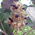 写真: アカメガシワの果実（トウダイグサ科・アカメガワシワ属｝　｛８月１０日｝