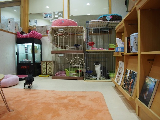 写真: [曳船Cats&DogsCafe(11/08)]