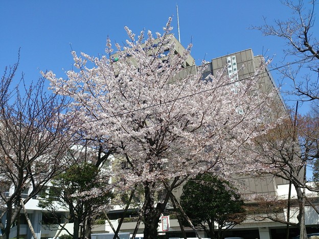 写真: 区を代表する桜