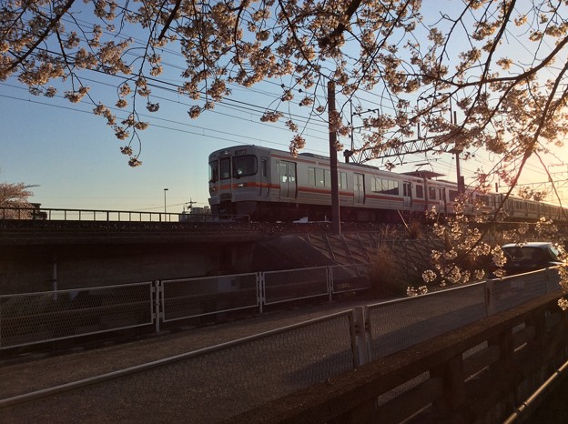 写真: 桜とJR東海313系