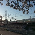 写真: JR東海313系と桜