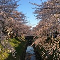 春日井市高蔵寺町の桜