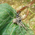 写真: オニグモを狩るオオシロフベッコウ