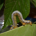 写真: ウメエダシャク幼虫2