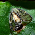 写真: ハゴロモヤドリガ幼虫