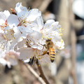 写真: サクランボの花とセイヨウミツバチ