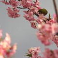 写真: 桜の蜜