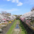写真: 桜花爛漫