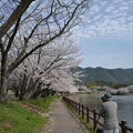 写真: 立岡自然公園の桜