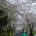 写真: 母智丘（もちお）公園の桜の並木道（トンネル）