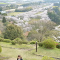 写真: 眼下に広がる桜の帯