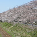 写真: 下原田町ＪＲ沿いの桜