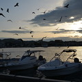 写真: トンビと牛深港の朝日　　　　　DSC_0390