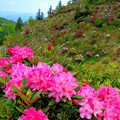 西日本最大　２万本の石楠花（しゃくなげ）　　DSC_0404