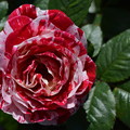 写真: 薔薇（ルイドフィネ）　?　        　DSC_0013
