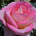 写真: 薔薇(プリンセス･ドウ･モナコ)  ?    DSC_0043
