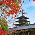 写真: 日本最古の五重塔　　　　　DSC_0482