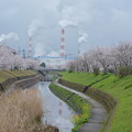 写真: 工場の見える桜景色