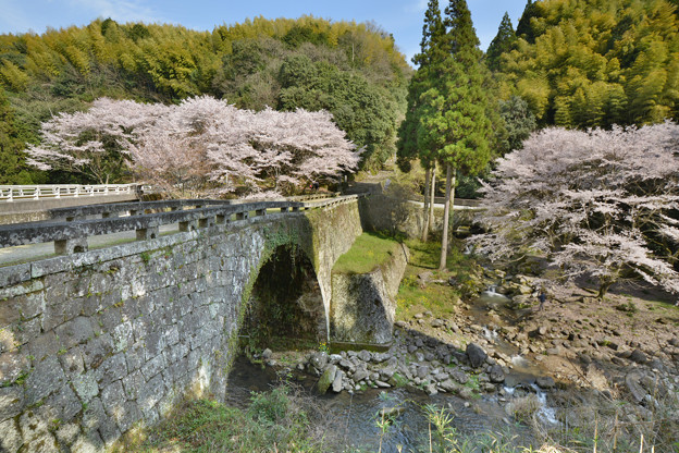 石橋と桜