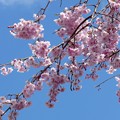 写真: 桜晴れ