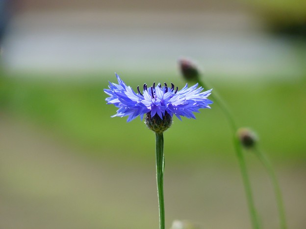 写真: blue　daisy
