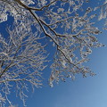 写真: 冬空