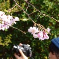 写真: 桜女子