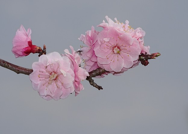 写真: gray桜