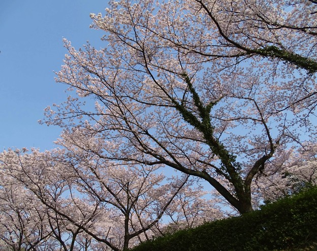写真: 桜空