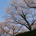 写真: 桜空