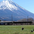 写真: 富士山麓の決闘