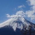 写真: ハリモミ富士