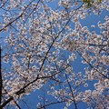 写真: 桜模様