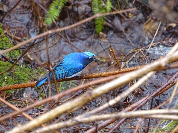 写真: 春の青い鳥