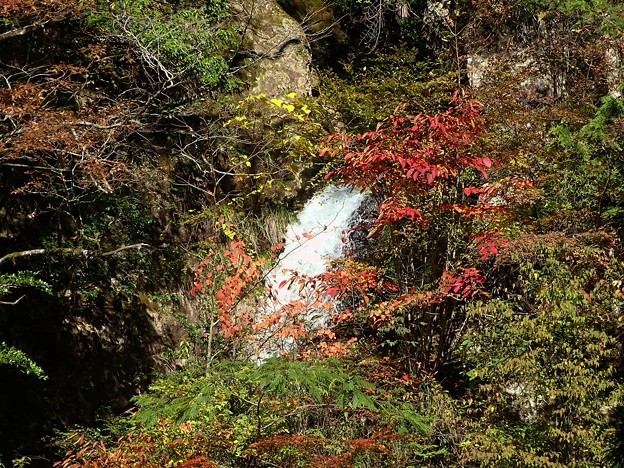 写真: 紅葉滝