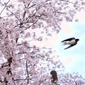 桜ツバメ
