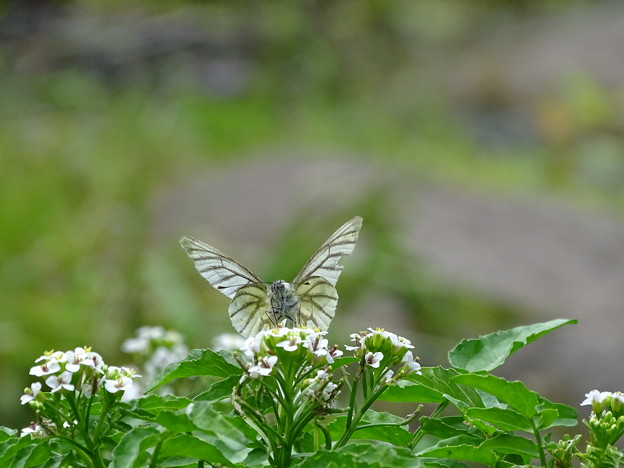 写真: butterfly