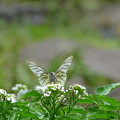 写真: butterfly
