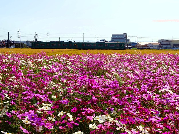 写真: 秋桜鉄道