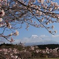 写真: 富士桜
