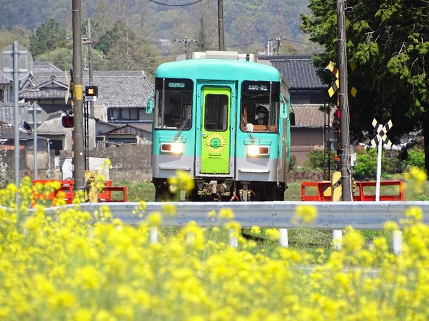 写真: 春列車