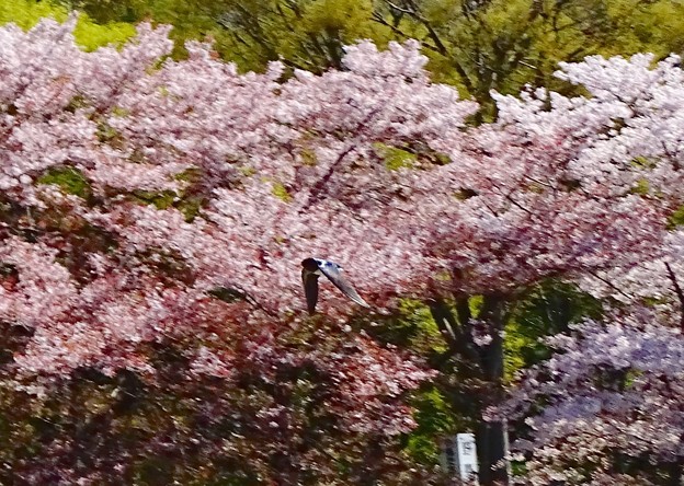 写真: 桜ツバメ