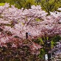 Photos: 桜ツバメ