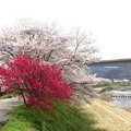 写真: 桜堤