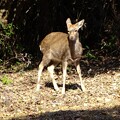 Photos: 鹿さんに出会った