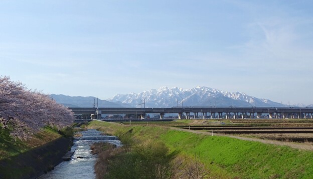 写真: 桜新幹線