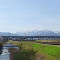 写真: 桜新幹線